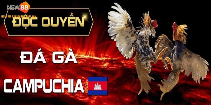 Khái niệm đá gà Campuchia