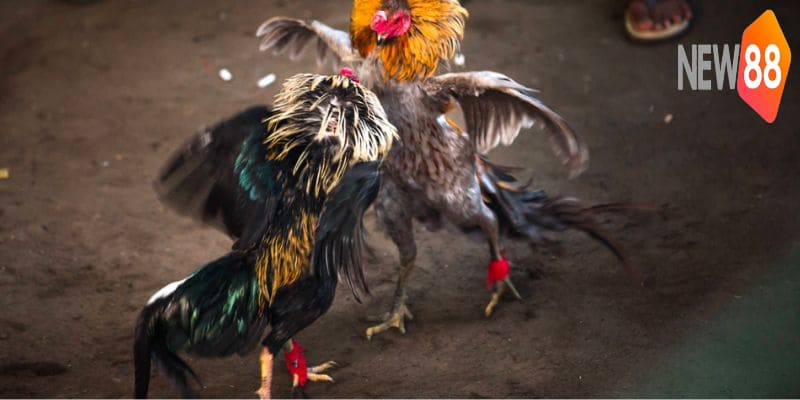 Loại hình đá gà hiện nay