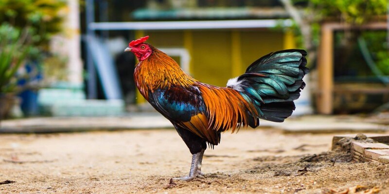 Cách nhìn gà biết lối đá qua dáng đuôi cực chuẩn