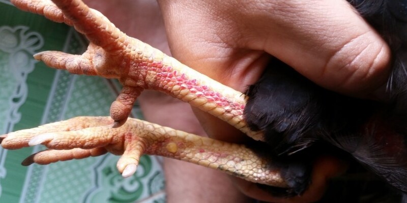 Vảy Hàm Long cho biết gà tài khả năng đá giỏi