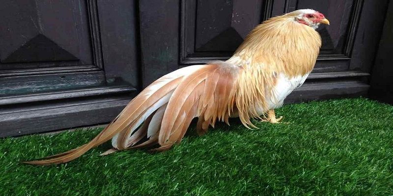 Cập nhập kiến thức về gà chọi hôm nay