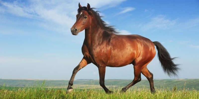 Một vài nét về mơ thấy ngựa 