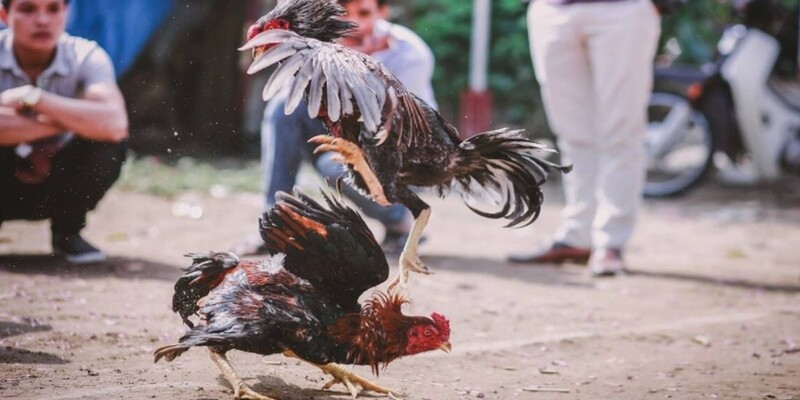 Đá gà Philippines vừa giải trí vừa thỏa mãn cơ hội kiếm tiền