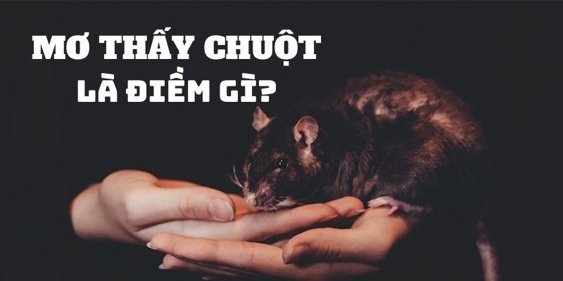 Giải đáp ý nghĩa của việc mơ thấy con chuột